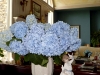 hydrangeas