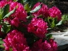 Nova Zembla Rhododendron