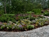 Early Summer- pansies