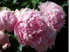 Peony