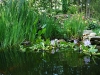 Rear Pond