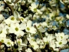 Early Spring, Flowering Dogwood, Cornus florida