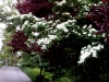 Kousa Dogwood and Flowering Plum