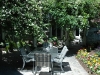 may-gardens-cecile-brunner