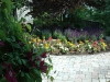 may-gardens-clemitis