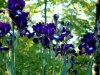 may-gardens-iriss