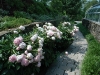 may-gardens-peonys-and-her