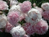 may-gardens-peonys