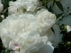 may-gardens-white-peonys