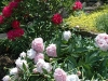 peonys-rhododendrons-cree