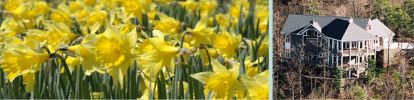 The yellows are blooming, daffs, forsythia, and crocuses