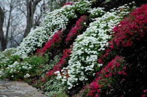 Candytuff and Phlox