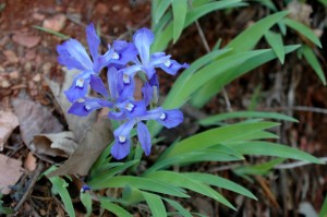 Crested Dwafs Iris, (Iris cristata and Iris verna) Crested Dward Iris, (Iris cristata and Iris verna)
