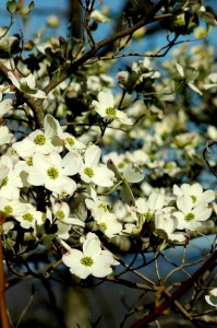 Flowering Dogwood, (Cornus florida) Flowering Dogwood, (Cornus florida)