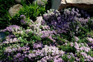 Flowering Thyme in the herb garden
