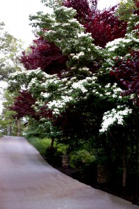 Kousa Dogwood and the reddish foliage in the background is a Flowering Plum Tree