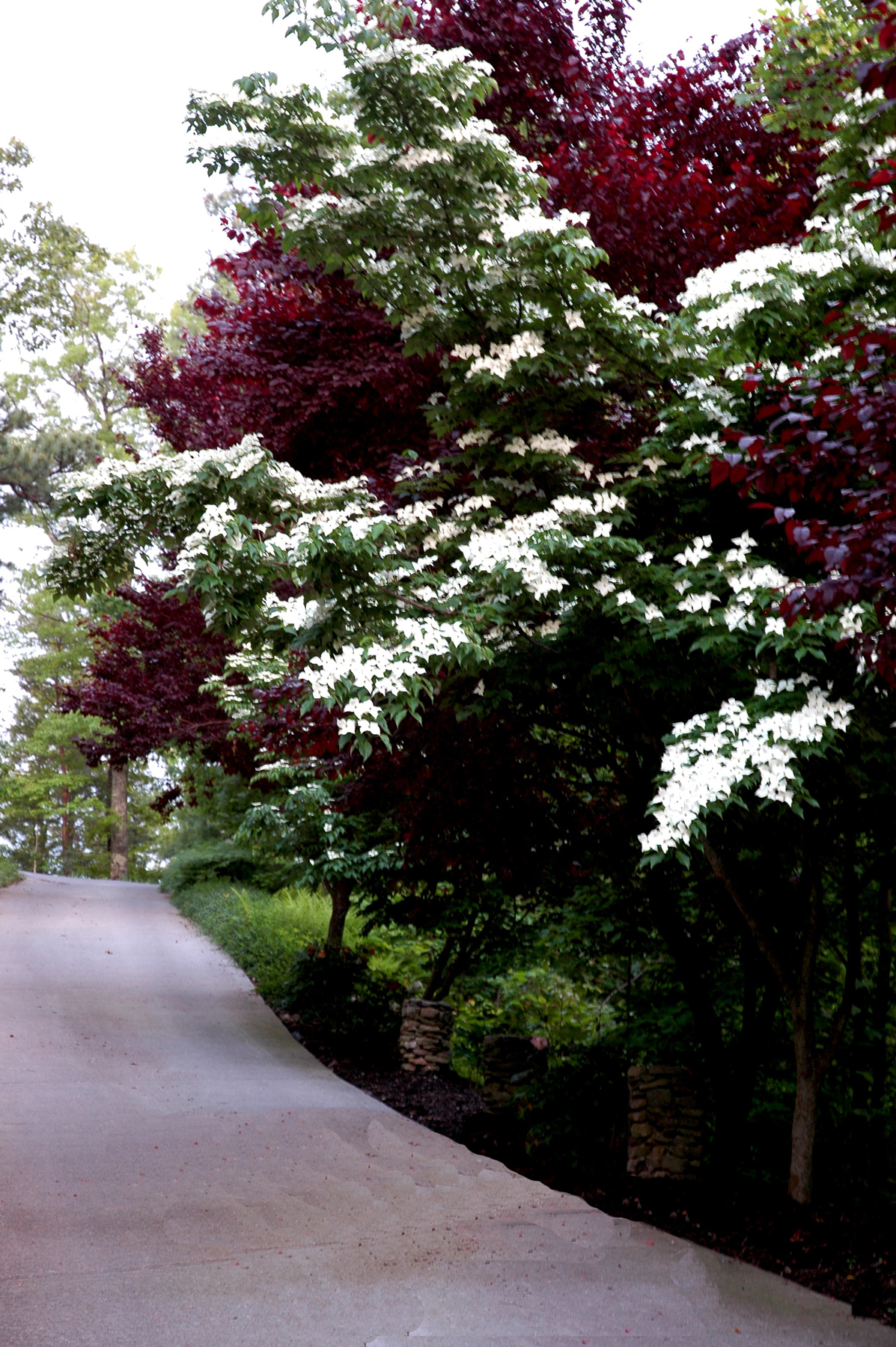 Kousa+dogwood+tree+leaves