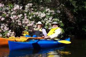 Mountain Laurel Blooming while Kayaking on Abrams Creek