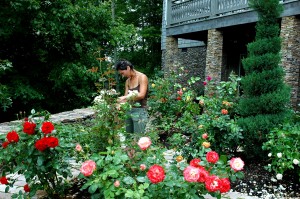 Brandy and the Gracehill Rose Garden Brandy and the Gracehill Rose Garden
