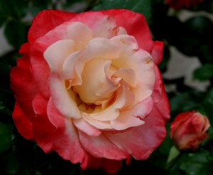 "Double Delight" has always been one of my favorite roses. "Double Delight" has always been one of my favorite roses.