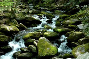 Roaring Fork Motor Nature Trail in early spring Roaring Fork Motor Nature Trail in early spring