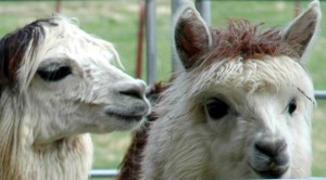 Llamas Llamas