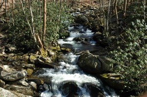 Middle Prong River at Tremont Middle Prong River at Tremont