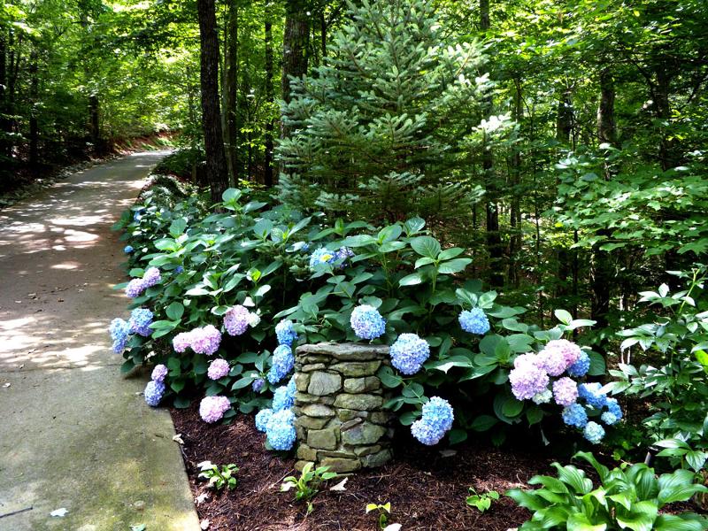 The Road to Heaven is paved with Hydrangea's