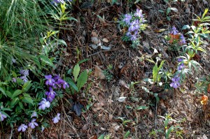 Bird's Foot Violet Bird's Foot Violet