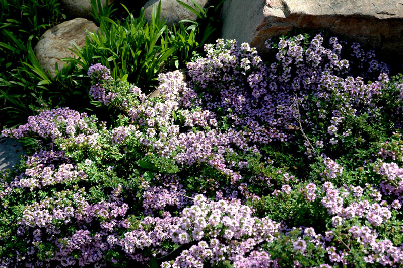 Flowering Thyme in the Herb Garden at Gracehill Bed and Breakfast