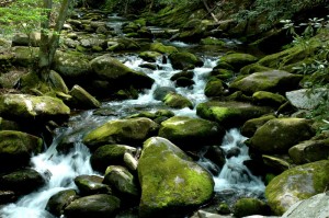 Roaring Fork Motor Nature Trail